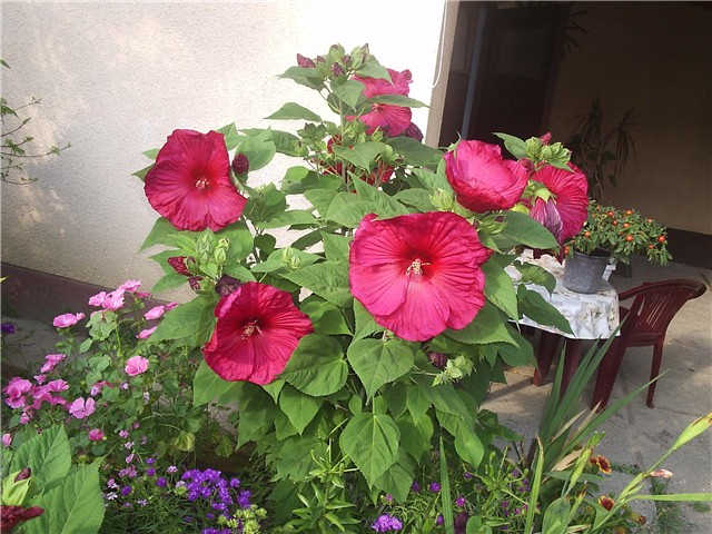 hibiskus